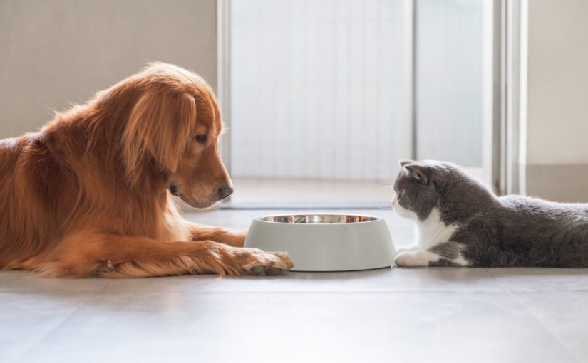 What You Need to Know About Pet Trusts